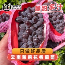 正宗云南茉莉花香葡萄新鲜采摘一整箱3-10串大果顺丰速发葡萄