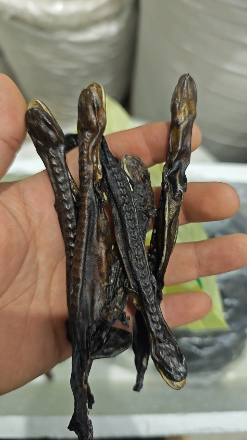 娃娃鱼干接骨丹