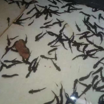 娃娃鱼干接骨丹