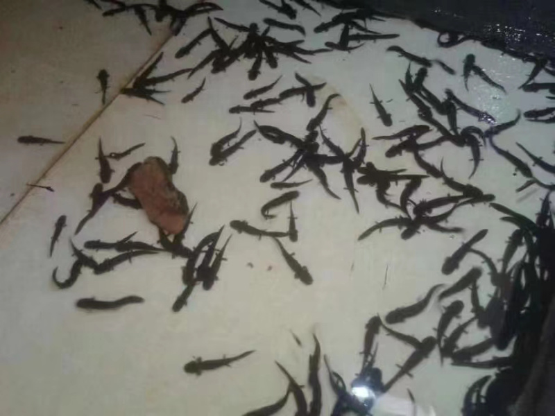 娃娃鱼干接骨丹