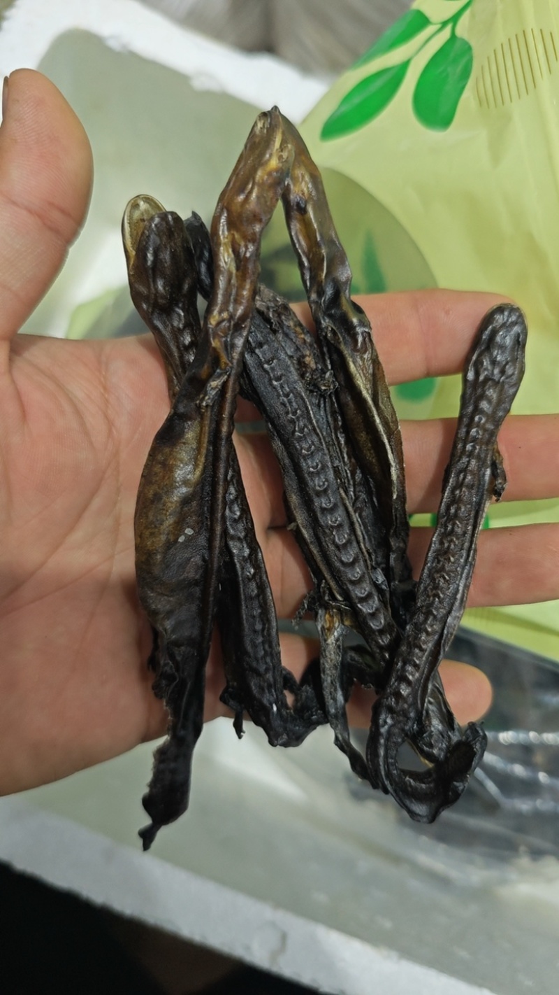 娃娃鱼干接骨丹