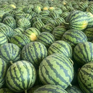 禾山麒麟西瓜种子早熟高糖薄皮瓤色红圆形瓜抗病强西瓜种