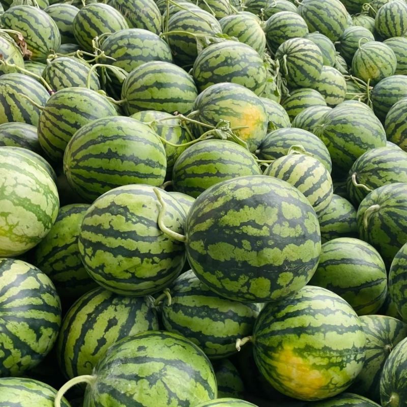禾山麒麟西瓜种子早熟高糖薄皮瓤色红圆形瓜抗病强西瓜种