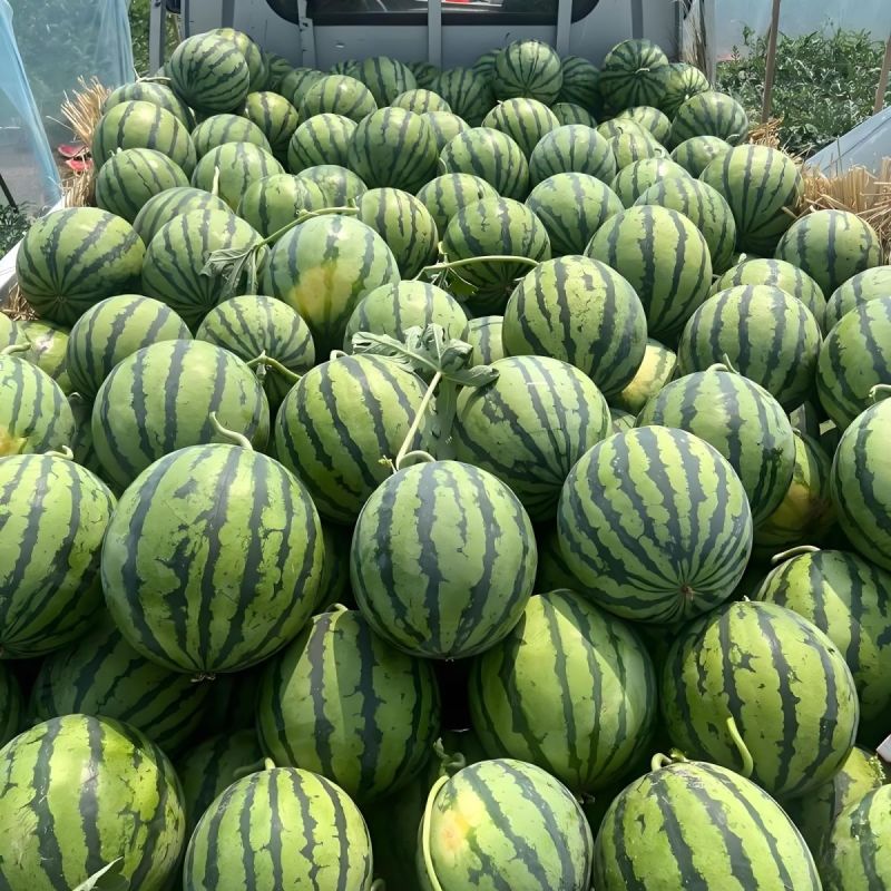 禾山麒麟西瓜种子早熟高糖薄皮瓤色红圆形瓜抗病强西瓜种