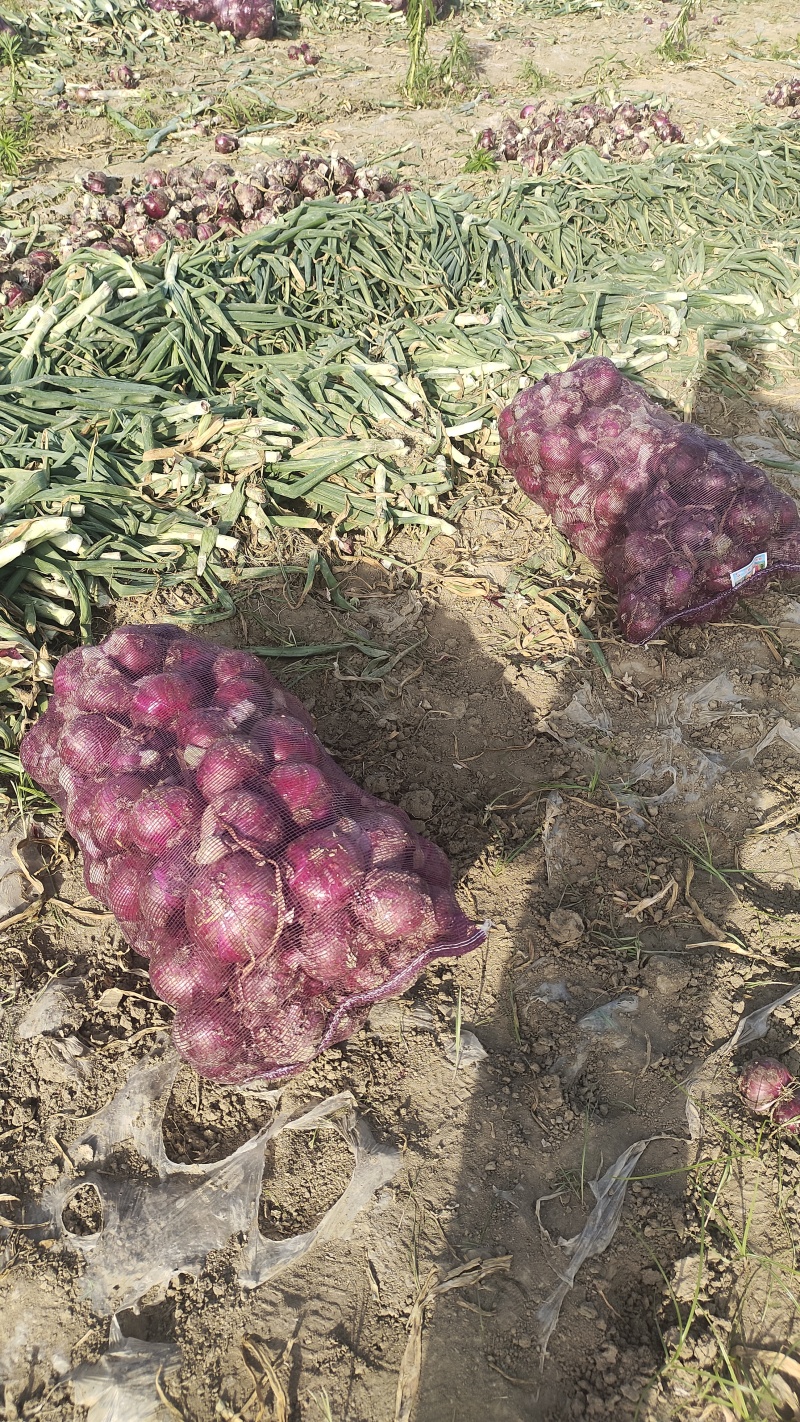 200亩紫皮洋葱，水果洋葱，红雷二号，球形紫葱大量上市中