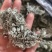 2025年三月当季手捡小茵陈白蒿干净无杂质