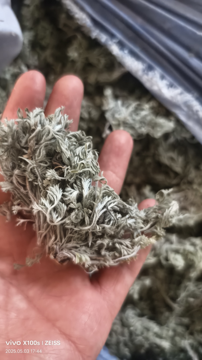 2025年三月当季手捡小茵陈白蒿干净无杂质