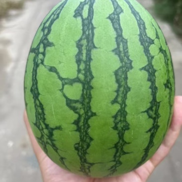 河南滑县小吊瓜，冰糖丸，2k，小西瓜上市中，产地直发