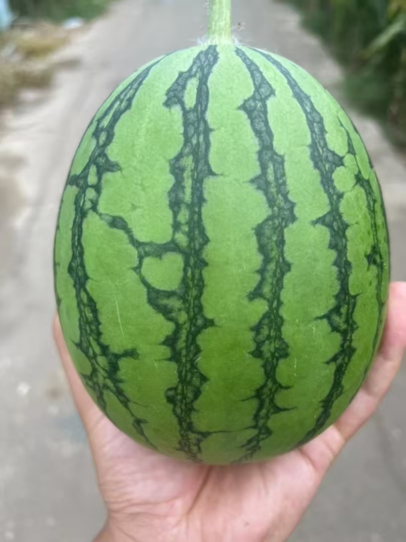 河南滑县小吊瓜，冰糖丸，2k，小西瓜上市中，产地直发