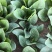 圆叶菠菜