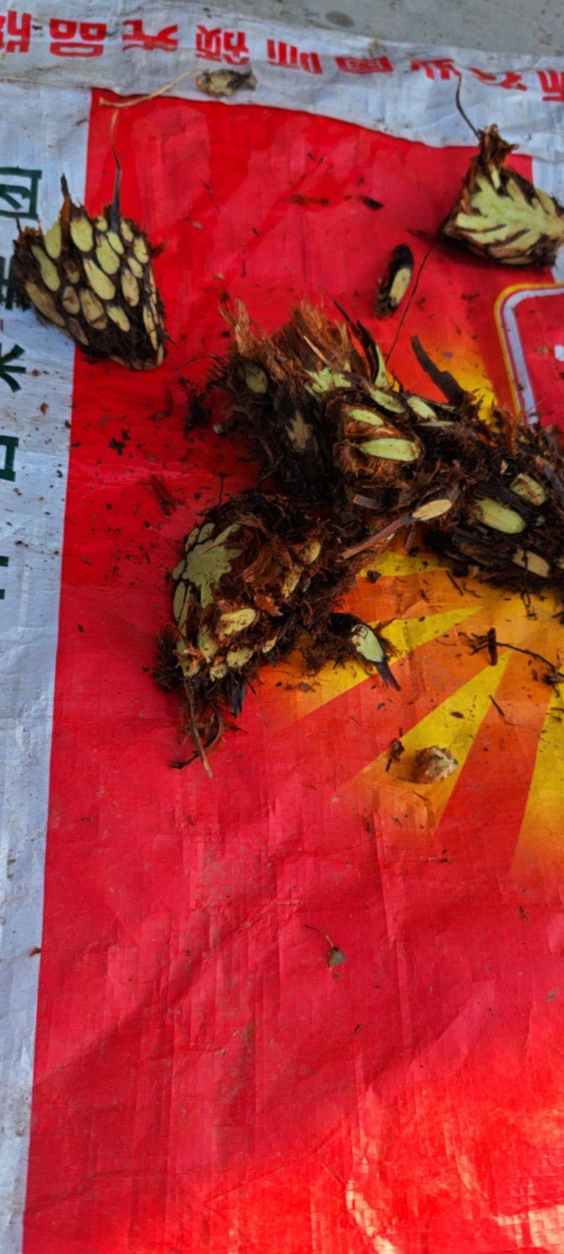 贯众干货量大从优，新货统货