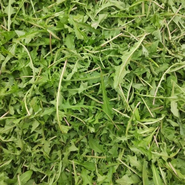 精品蒲公英鲜叶