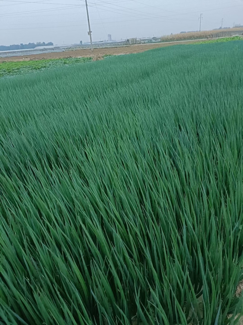 小葱