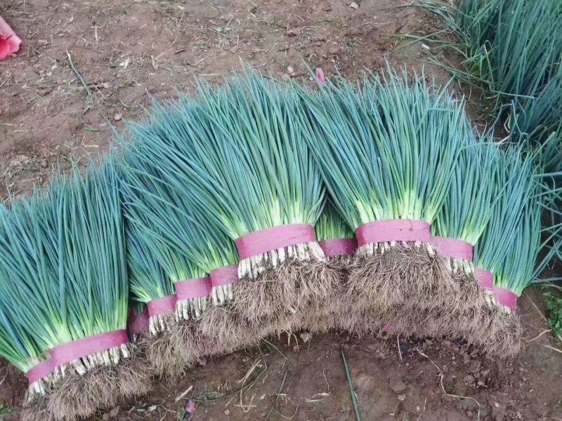 小葱