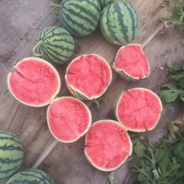 刚刚上市，麒麟西瓜头茬无籽精品
