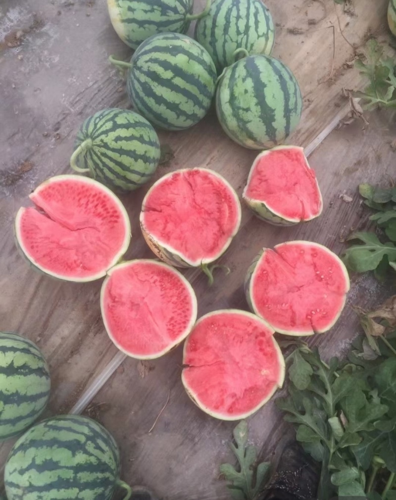 刚刚上市，麒麟西瓜头茬无籽精品