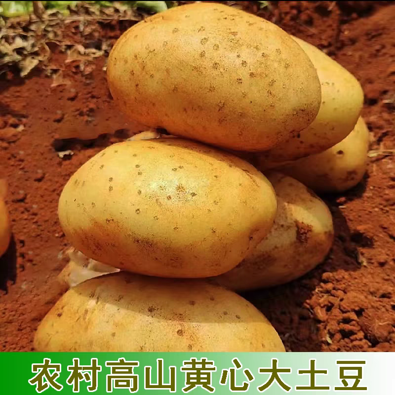 土豆黄心土豆湖北土豆产地一手货源保质保量可视频