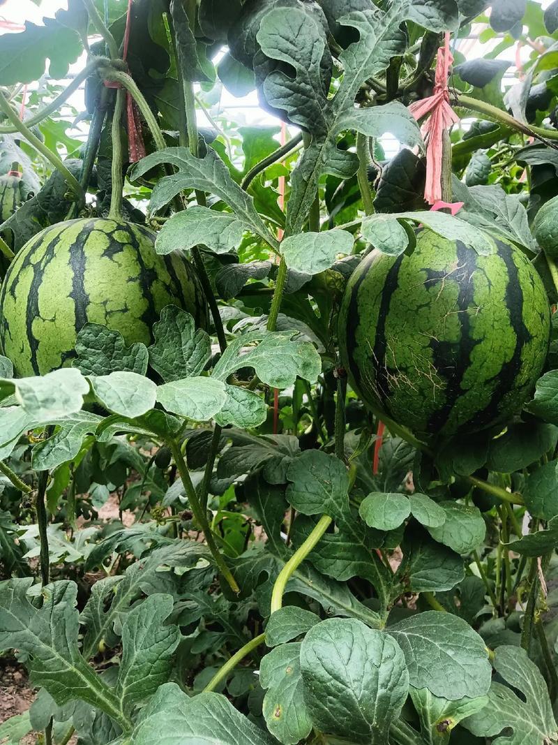 2k西瓜全美2K西瓜小吊瓜皮薄肉厚口感甜价格实惠欢迎联系