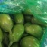 内黄青皮茄子大量有货绿茄子河南特产绿皮茄子