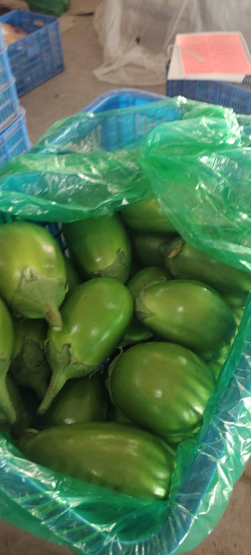 内黄青皮茄子大量有货绿茄子河南特产绿皮茄子