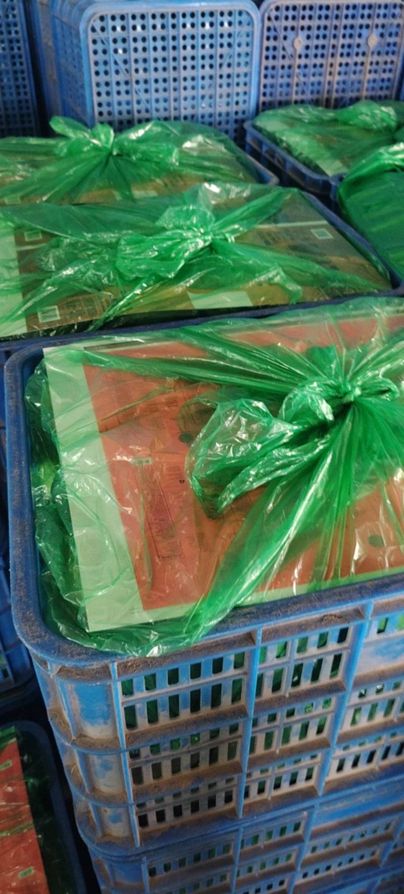 内黄青皮茄子大量有货绿茄子河南特产绿皮茄子