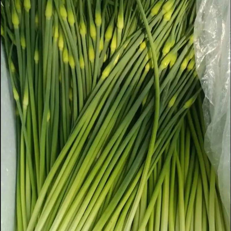 精选洋蒜苔甜苔粗蒜薹江苏蒜苔价格实惠欢迎联系