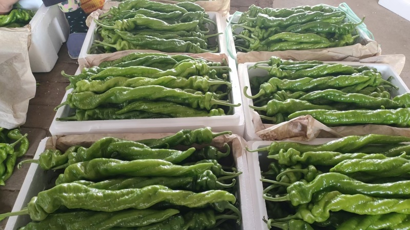 螺丝椒保证质量唐山滦南