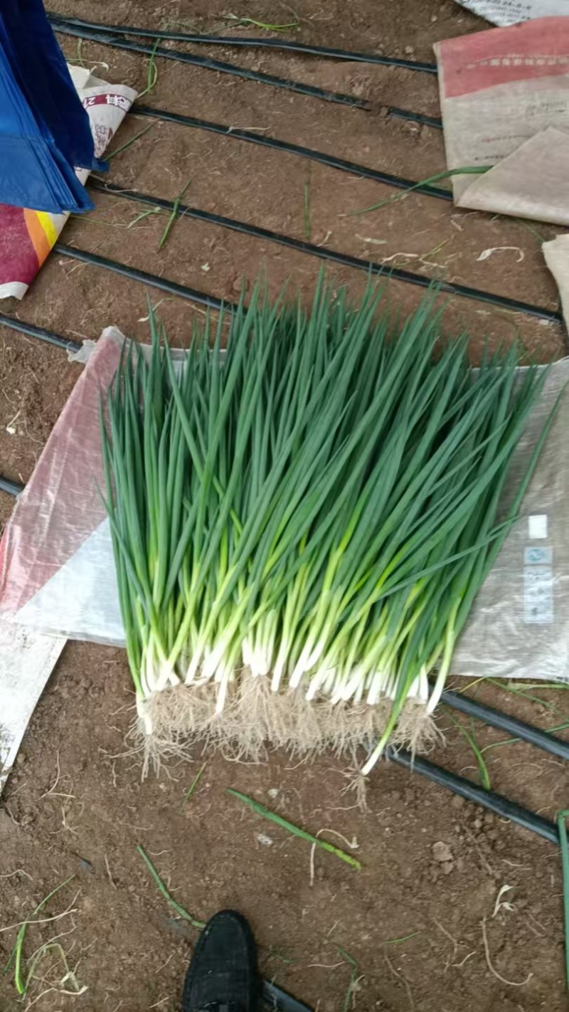 吉林精品香葱小葱质量保证全国统一发货，货源充足价格合理