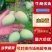 【小台芒】广东徐闻大小台芒大量上市，对接全国各地。