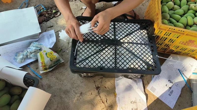 【小台芒】广东徐闻大小台芒大量上市，对接全国各地。