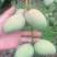 【小台芒】广东徐闻大小台芒大量上市，对接全国各地。