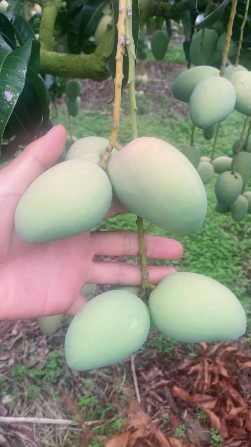 【小台芒】广东徐闻大小台芒大量上市，对接全国各地。
