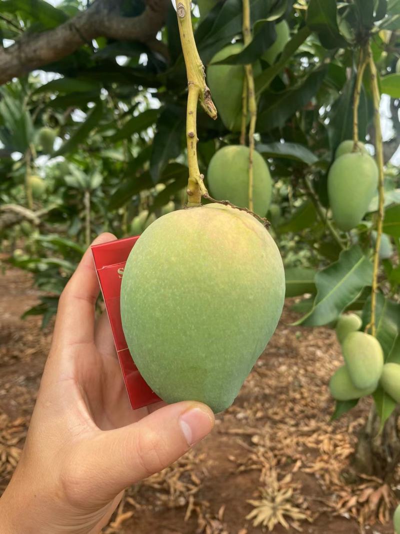 【小台芒】广东徐闻大小台芒大量上市，对接全国各地。