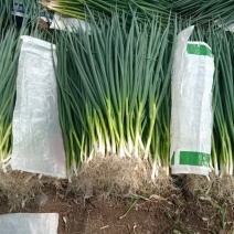 吉林精品香葱小葱质量保证全国统一发货，货源充足价格合理