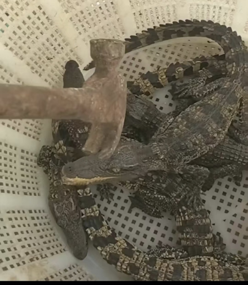 宠物鳄鱼