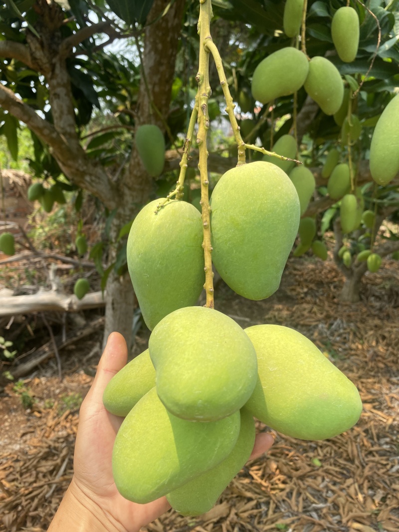 【小台芒】广东徐闻大小台芒大量上市，对接全国各地。