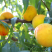 精选黄桃湖北黄桃当季鲜货上市中基地直发口感好欢迎联系