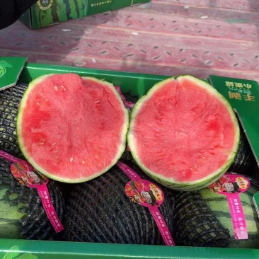 陕西一手货源小吊瓜对接全国市场清甜可口品质好热卖