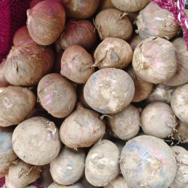 精品鲜独蒜大量供应基地直发质量保证全国发货
