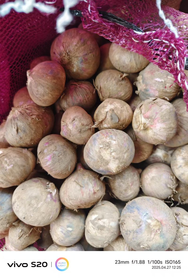 精品鲜独蒜大量供应基地直发质量保证全国发货