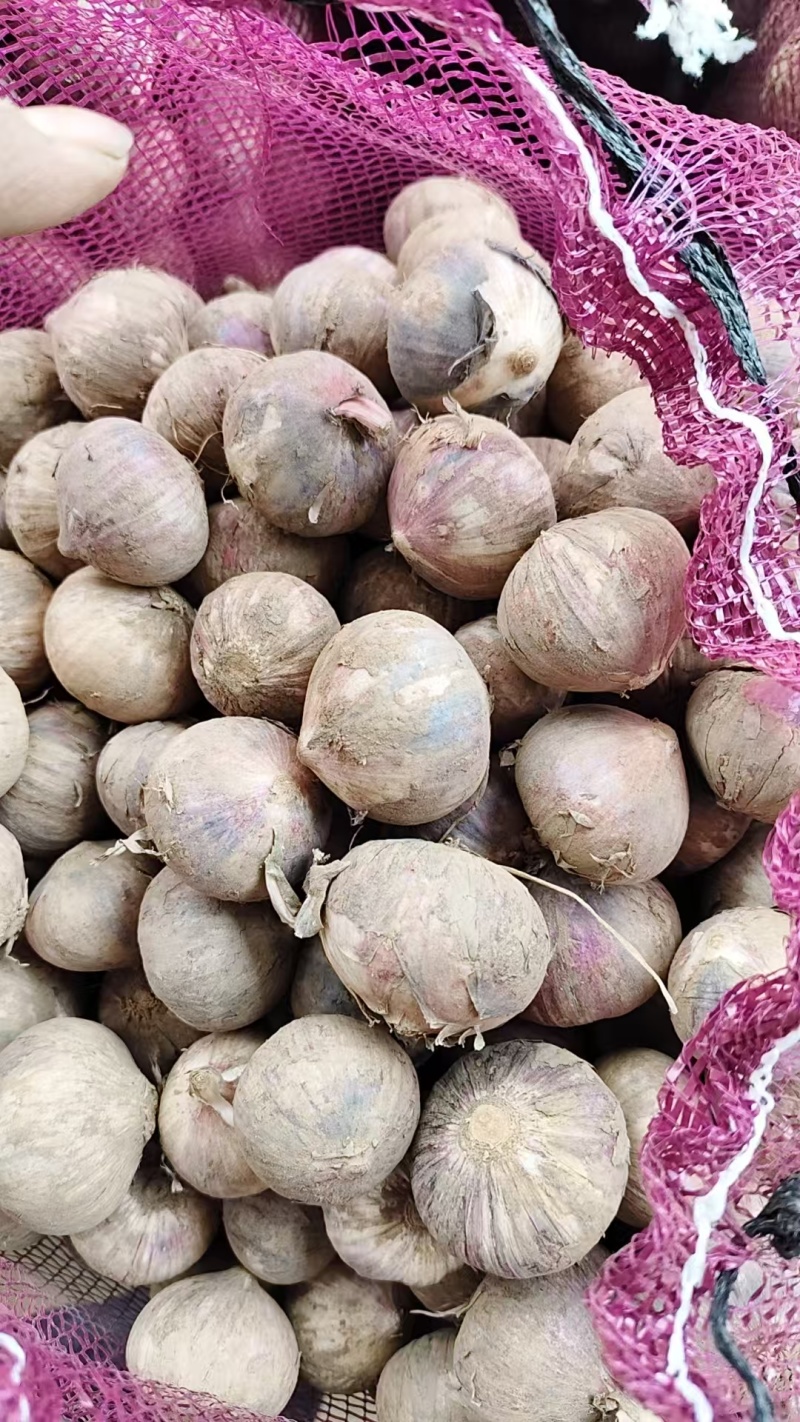 精品鲜独蒜大量供应基地直发质量保证全国发货