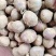 精品鲜独蒜大量供应基地直发质量保证全国发货