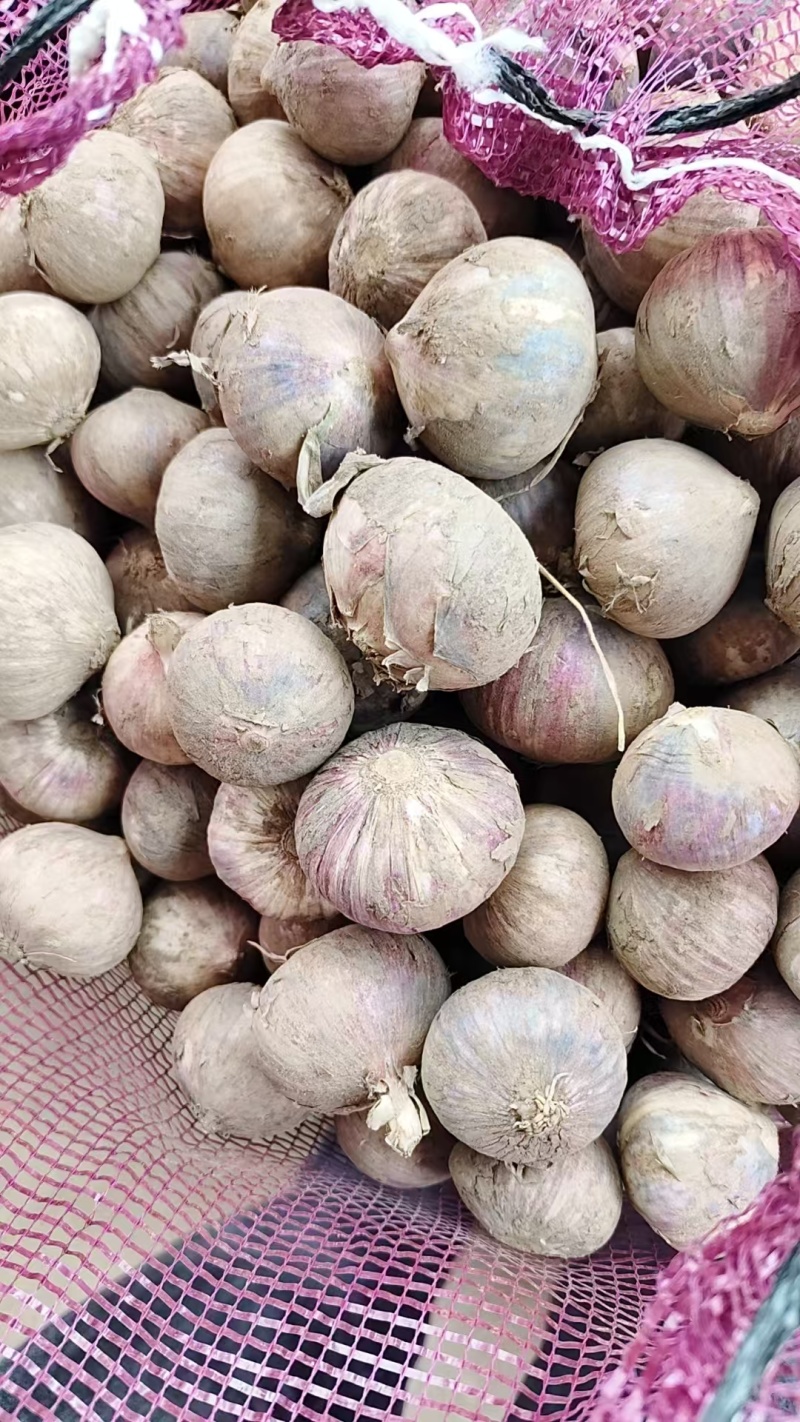 精品鲜独蒜大量供应基地直发质量保证全国发货