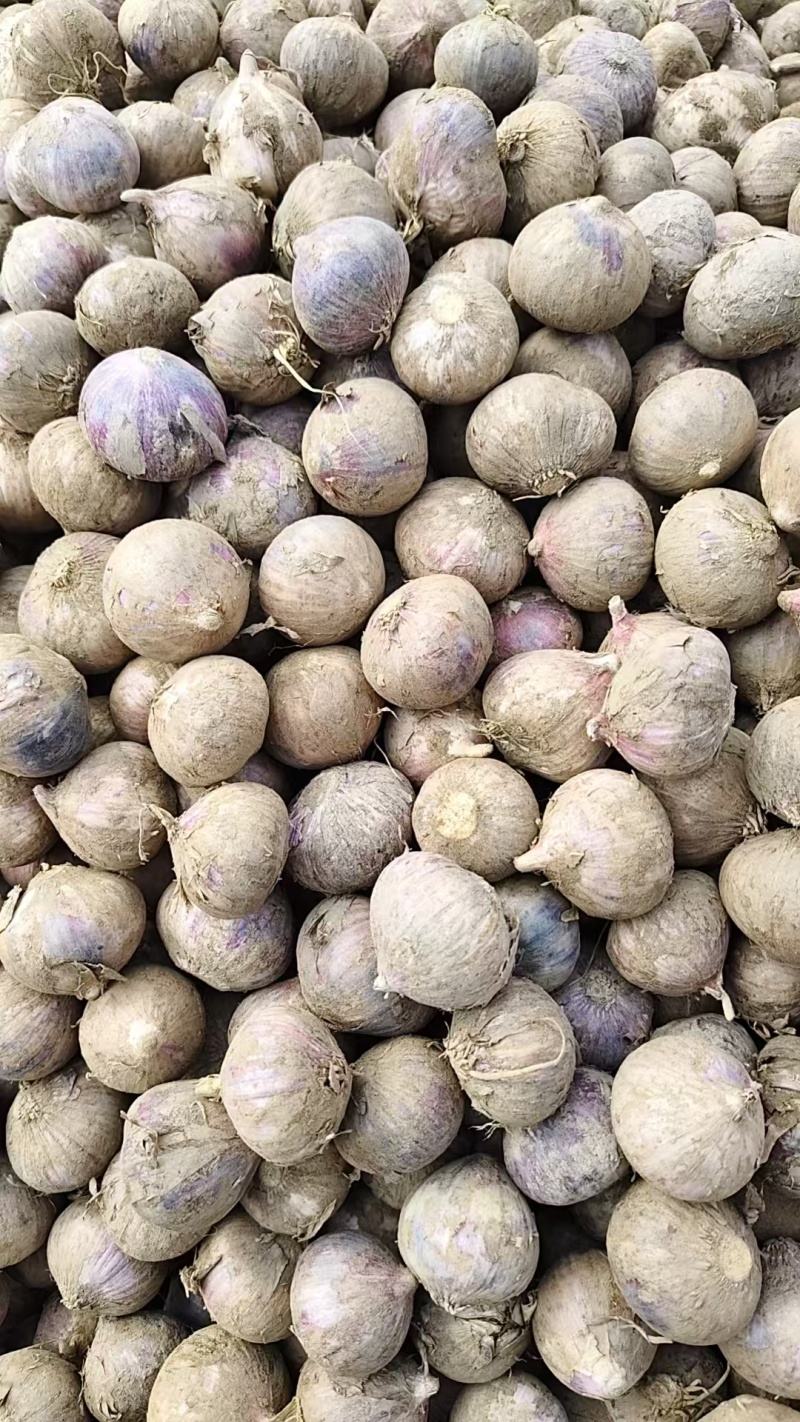精品鲜独蒜大量供应基地直发质量保证全国发货