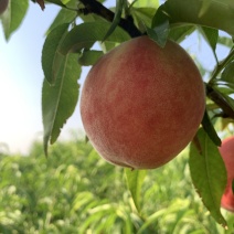 露天早熟甜桃5月28上市