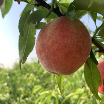 露天早熟甜桃5月28上市