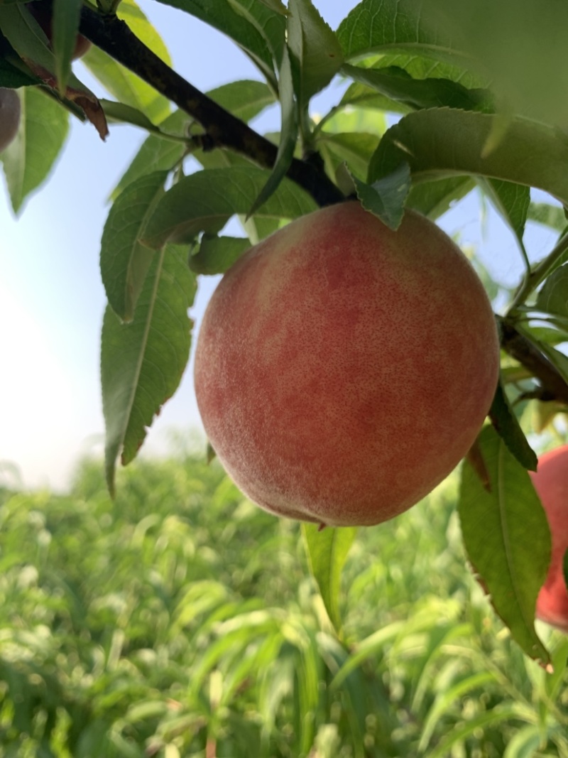 露天早熟甜桃5月28上市