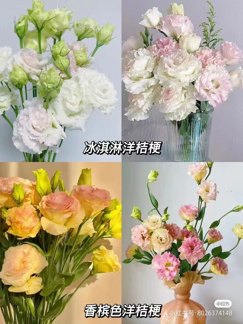 洋桔梗种苗发货带苗盘用于园林工程绿化花束全国发货