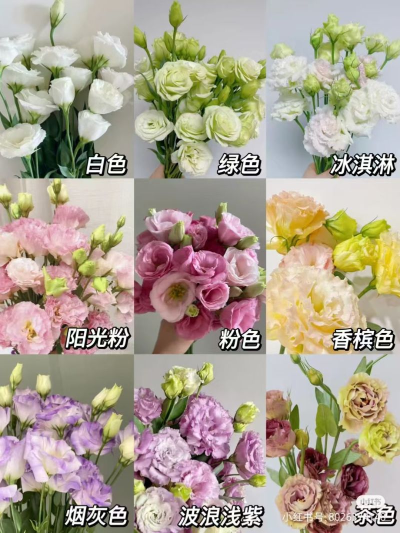 洋桔梗种苗发货带苗盘用于园林工程绿化花束全国发货