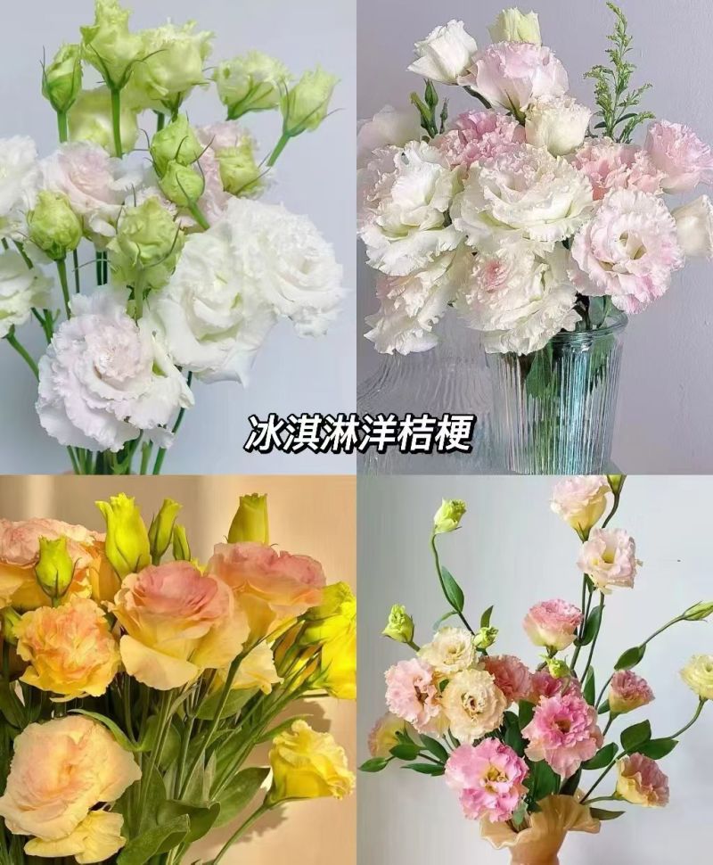 洋桔梗种苗发货带苗盘用于园林工程绿化花束全国发货